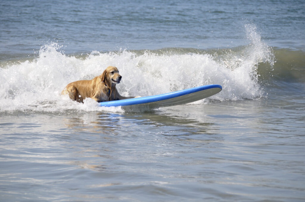 Dog on a surf board